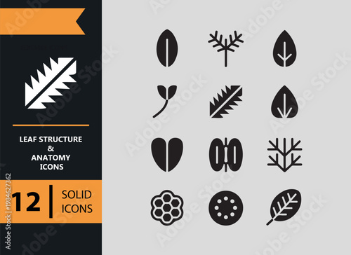 Leaf Structure Anatomy Solid Icons Botanical Study Graphic Collection Set