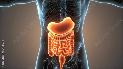 Digestive system cartoon 3D illustration of human anatomy