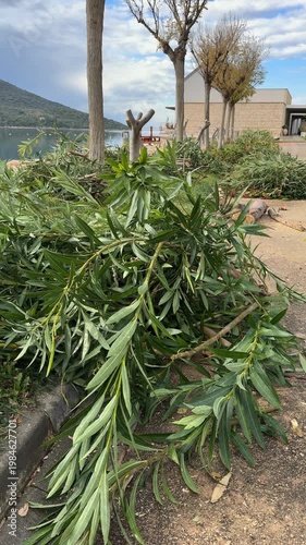 Tree pruning along a lakeside path with cut branches and cloudy sky in the background