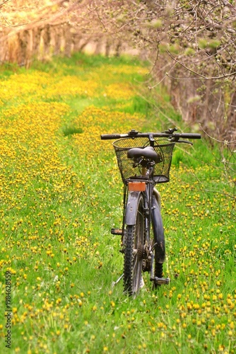 Bicycle parked on a sunny path filled with yellow dandelions.