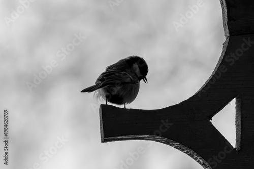Silhouette of a bird