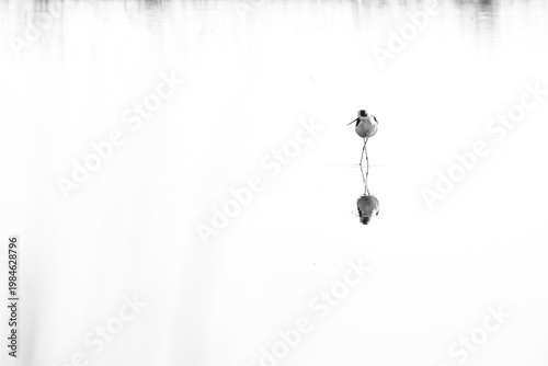 Dilhouette in water
