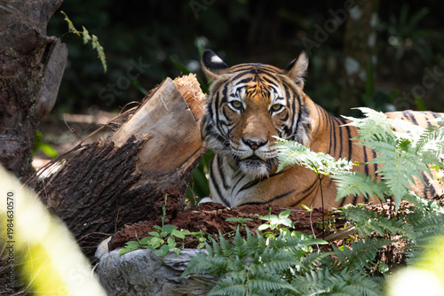 Fierce Malayan Tiger resting in the shade of the forest
