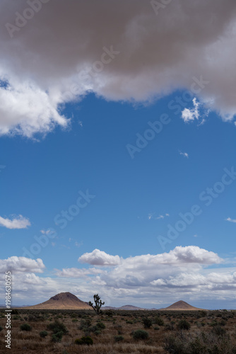 Joshua Trees Under Sunny Skies with Clouds Over the Mojave Desert