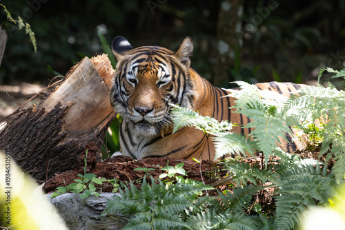 Fierce Malayan Tiger resting in the shade of the forest
