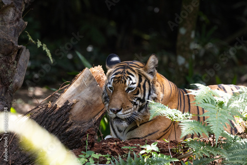 Fierce Malayan Tiger resting in the shade of the forest
