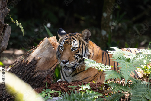 Fierce Malayan Tiger resting in the shade of the forest

