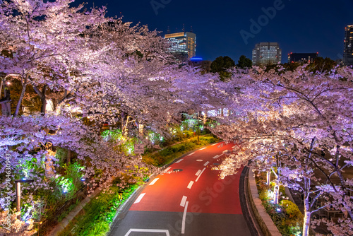 東京都港区 東京ミッドタウンのさくら通りを彩る満開の夜桜ライトアップ