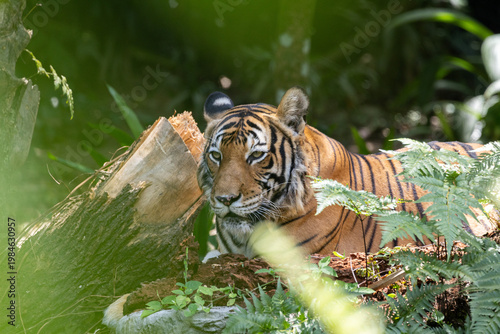 Fierce Malayan Tiger resting in the shade of the forest
