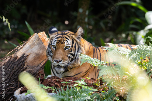 Fierce Malayan Tiger resting in the shade of the forest
