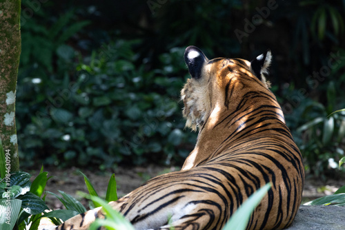 Fierce Malayan Tiger resting in the shade of the forest

