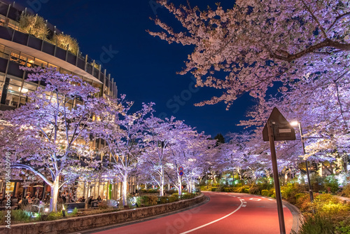 東京都港区 東京ミッドタウンのさくら通りを彩る満開の夜桜ライトアップ
