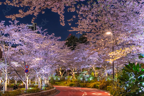 東京都港区 東京ミッドタウンのさくら通りを彩る満開の夜桜ライトアップ