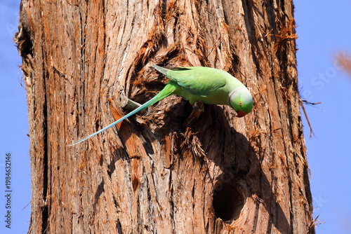 ワカケセイインコ（雄）