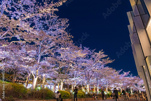 東京都港区 東京ミッドタウンのさくら通りを彩る満開の夜桜ライトアップ