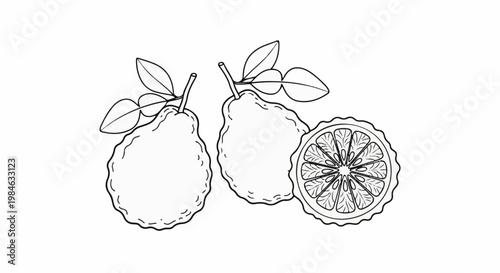 Stylized line art shows two whole and one sliced fruit with leaves on white