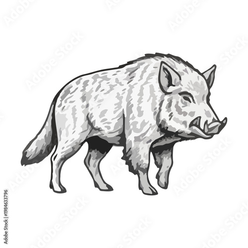Vintage Hand Drawn Wild Boar Illustration