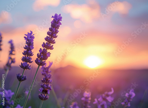 Lavender flowers at sunset. Atmospheric summer background with copy space for your design