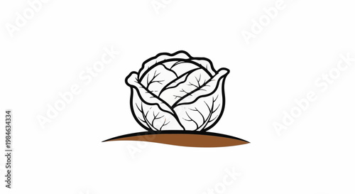 Stylized black and white line art of a cabbage growing from brown soil
