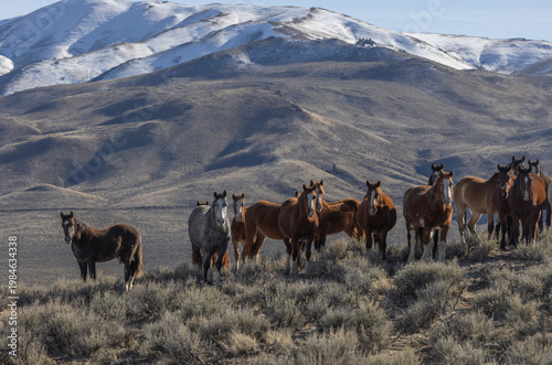 Beautiful Wild Horses Near Challis Idaho in Springtime