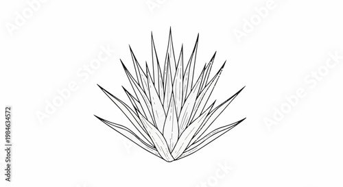 Stylized black and white line drawing of an agave plant