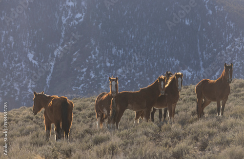 Beautiful Wild Horses Near Challis Idaho in Springtime