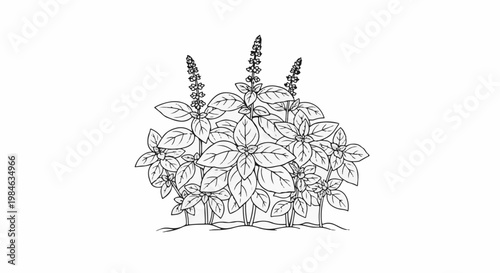 Stylized black and white sketch of a bush of basil plants with flowering spikes