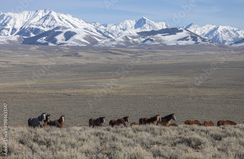 Beautiful Wild Horses Near Challis Idaho in Springtime