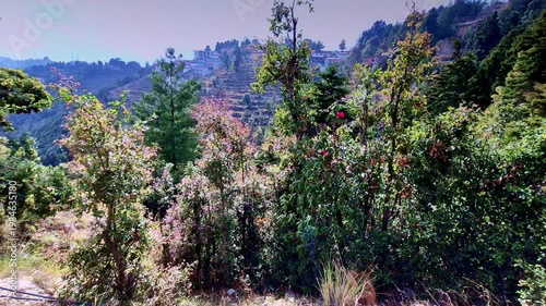 A lush hillside in Mukteshwar, Uttarakhand is filled with dense greenery and blooming rhododendron trees, overlooking terraced slopes dotted with houses in distance.
