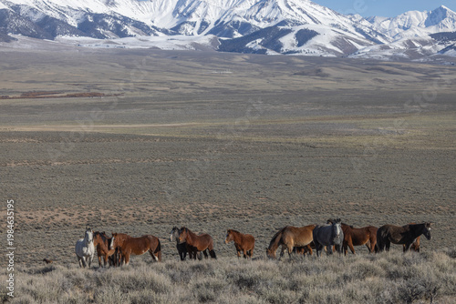 Beautiful Wild Horses Near Challis Idaho in Springtime
