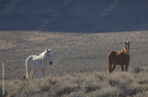 Beautiful Wild Horses Near Challis Idaho in Springtime