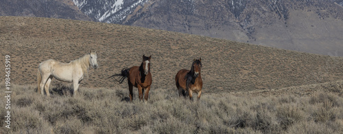 Beautiful Wild Horses Near Challis Idaho in Springtime