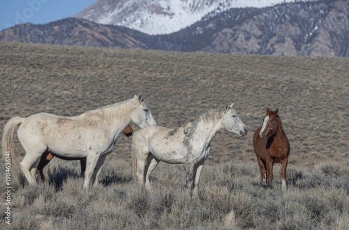 Beautiful Wild Horses Near Challis Idaho in Springtime
