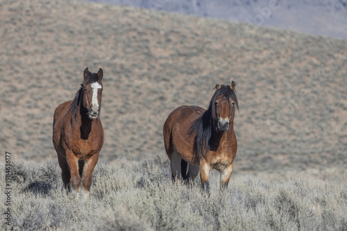 Beautiful Wild Horses Near Challis Idaho in Springtime