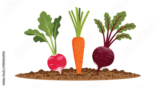 Radish, carrot, and beetroot with lush green tops are shown growing in a patch of rich brown soil in a garden.