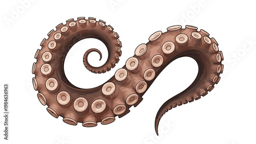 Single detailed octopus tentacle with prominent suckers curls into a large spiral against a white background.