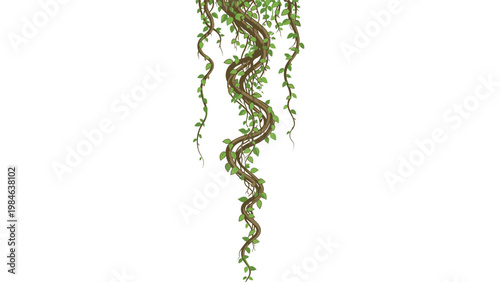 Illustration of a long green hanging vine or liana with multiple twisting stems and small heart-shaped leaves, isolated on white.
