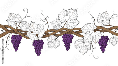 Detailed drawing of grape vine with clusters of purple grapes and large white leaves on a white background.