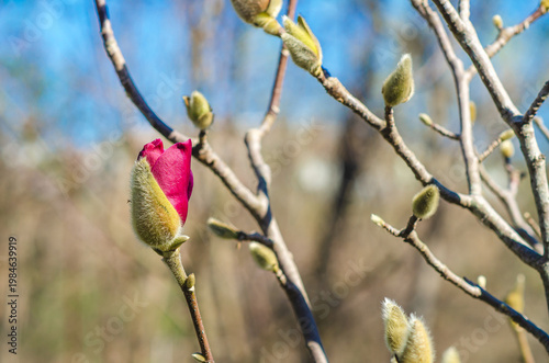 Magnolia bud with rich red tones. Blurred spring nature and blue sky. Elegance premium aesthetics.