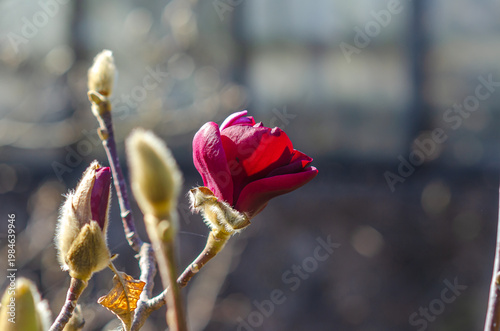 Half-opened magnolia bud in spring sunlight, delicate red flower on tree branch. Blurred background.