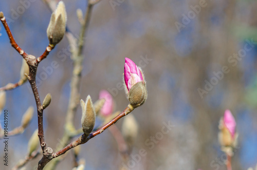 Magnolia bud with rich red tones. Blurred spring nature and blue sky. Elegance premium aesthetics.