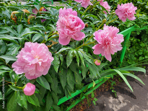 Pink peony bushes bloom in the garden on a clear sunny day after rain.