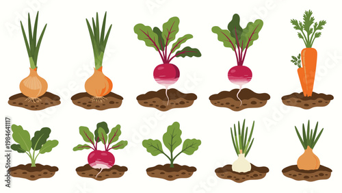 Educational illustration of various root vegetables like carrots, radishes, and onions growing in garden soil patches.
