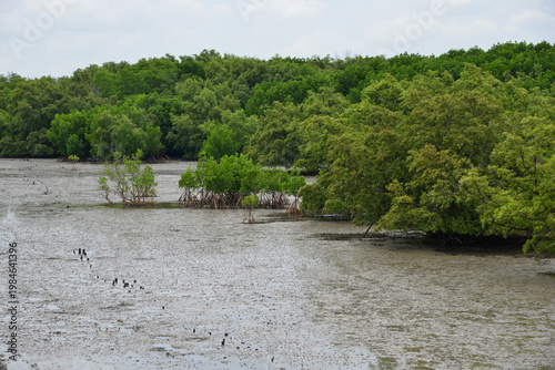 Mangrove Trees during low tide water 