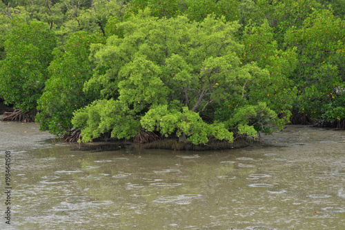 Mangrove Trees during low tide water 