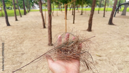 Hand Holding Pine Needles Dry Leaves Sandy Ground, Casuarina Fallen Branch Beach Forest