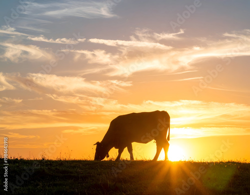 Silhouette of Cow Grazing at Sunset in Open Field, Golden Hour Rural Landscape, Livestock Farming and Nature Scene with Dramatic Sky, Peaceful Countryside and Agricultural Lifestyle Concept