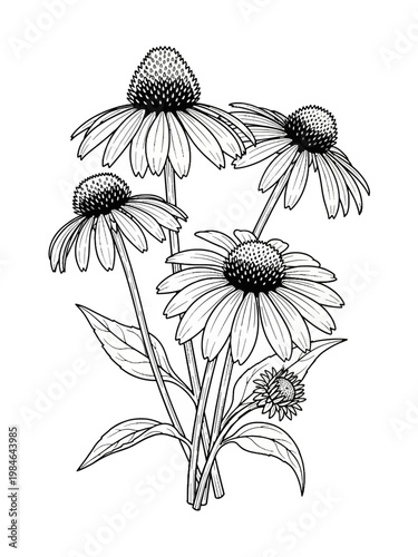 Line art cone flower isolated on white background 