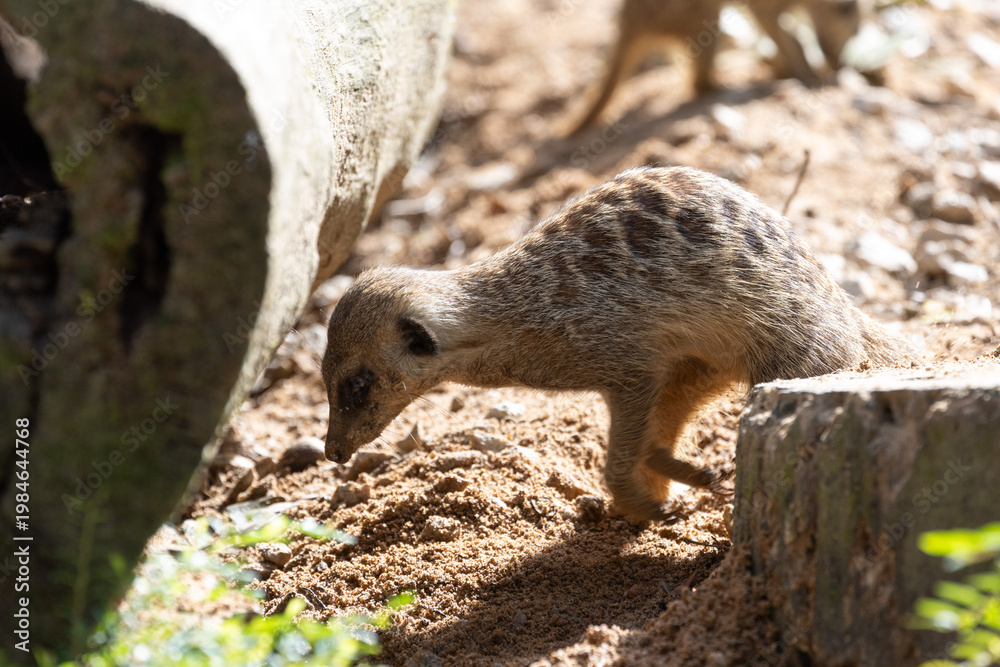 Fototapeta premium Meerkat standing on a rock on lookout and scratching the ground for food 