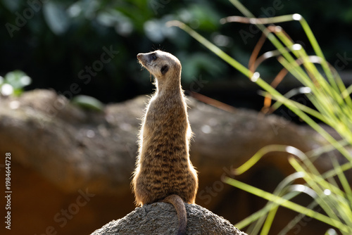 Meerkat standing on a rock on lookout and scratching the ground for food
